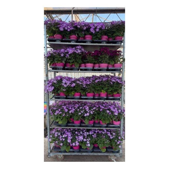 <h4>PERI C SEN MIXK</h4>