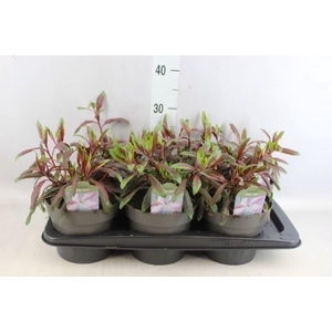 Gaura lindheimeri   ...