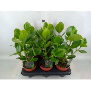 Clusia rosea 'Princess'