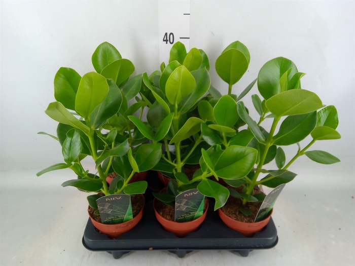 <h4>Clusia rosea 'Princess'</h4>