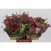 BQ Protea Sharon SFB