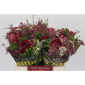 BQ Protea Sharon SFB