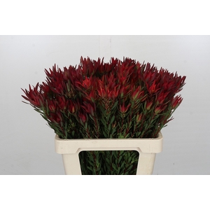 Leucadendron Blush Spray