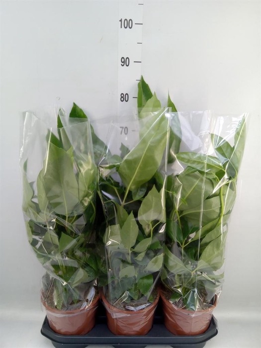 <h4>Schefflera actin. 'Amate'</h4>