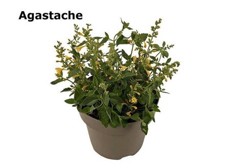 <h4>Agastache Mexicana</h4>