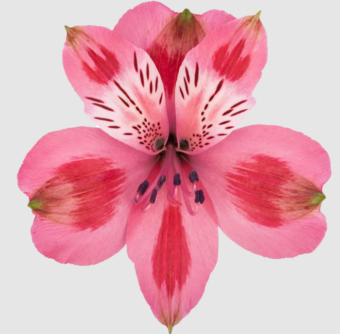 <h4>ALSTR SHOWTIME Much pink</h4>