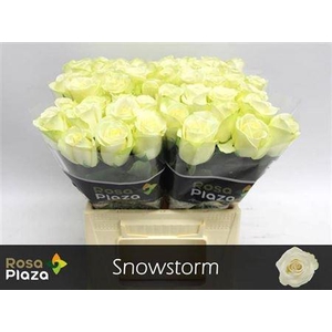 R Gr Snowstorm+