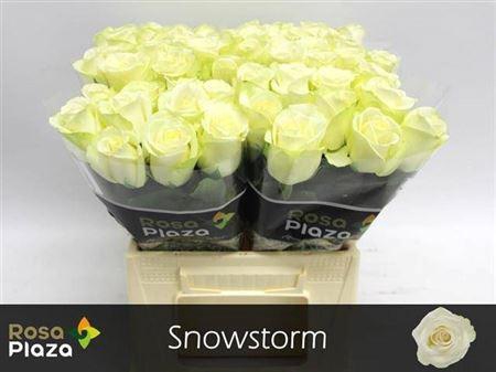 <h4>R Gr Snowstorm+</h4>