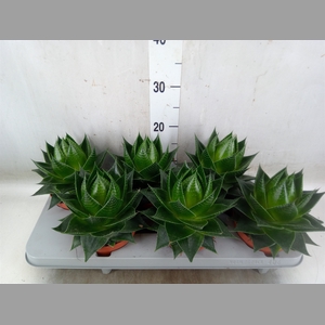 Aloe aristata 'Cosmo'