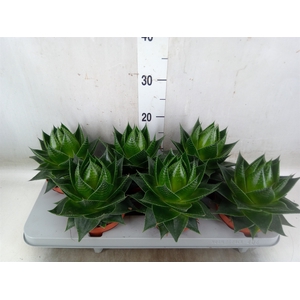 Aloe aristata 'Cosmo'