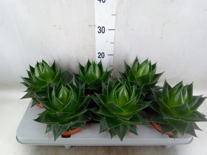 <h4>Aloe aristata 'Cosmo'</h4>