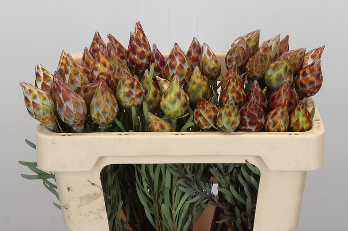 <h4>Kaaps Groen Plumosum Rubrum</h4>