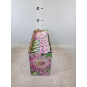 Dahlia   ...flowerbulbs