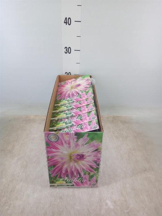 <h4>Dahlia   ...flowerbulbs</h4>