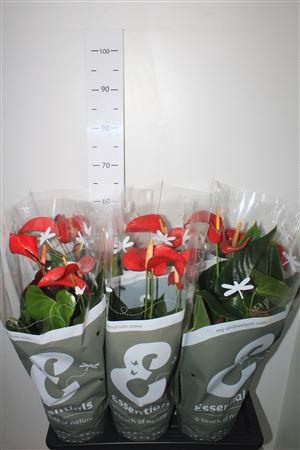 <h4>Anthu An Red Bull 3-4</h4>