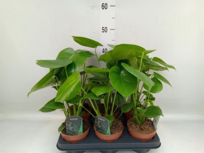 <h4>Monstera delic.</h4>