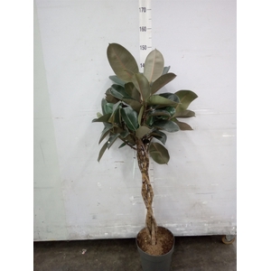 Ficus elastica 'Burgundy'