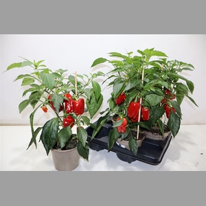 Paprika Planten Rood