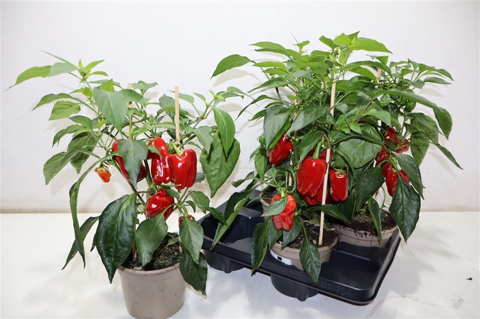 <h4>Paprika Planten Rood</h4>