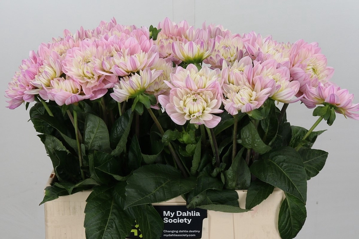 <h4>Dahlia Princess Kate</h4>