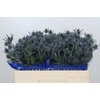 Eryngium Blue Dynamite