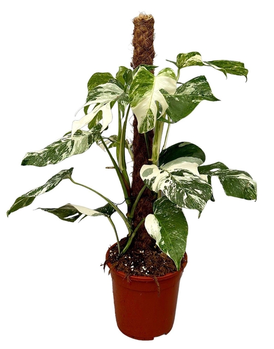 <h4>Monstera Deliciosa Variegata</h4>