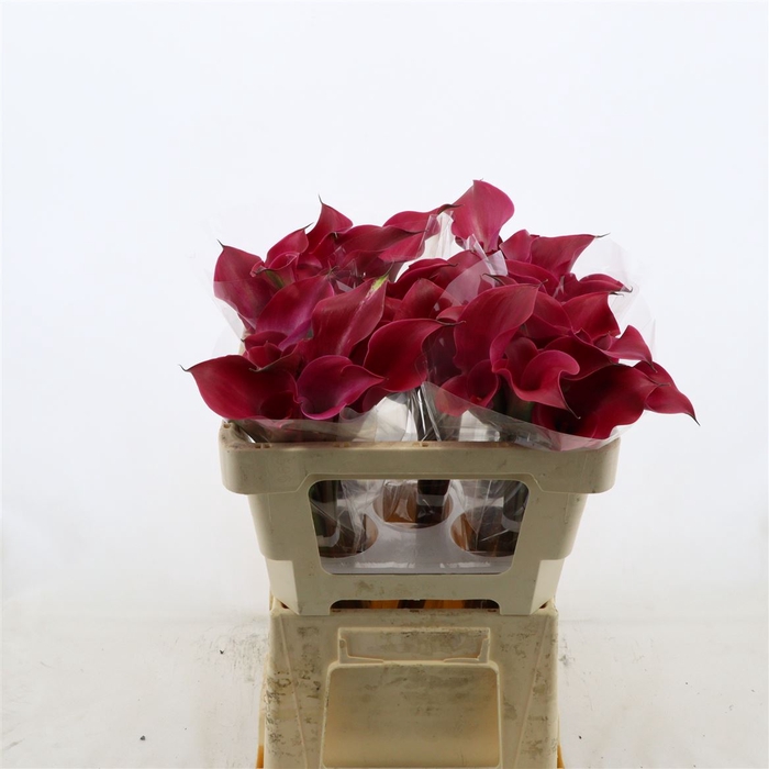 <h4>Calla Tokyo | Dubbelbloemig</h4>