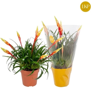 Vriesea 'Shannon'