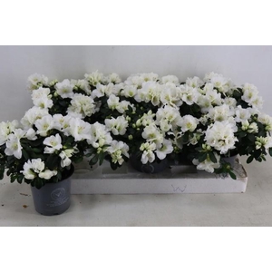 RHODO SI MEVR G K WI