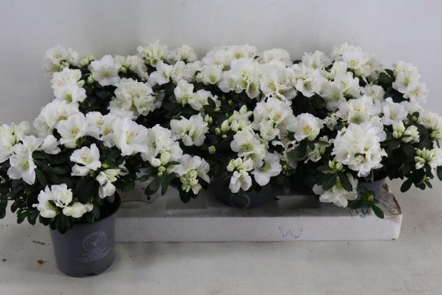 <h4>RHODO SI MEVR G K WI</h4>