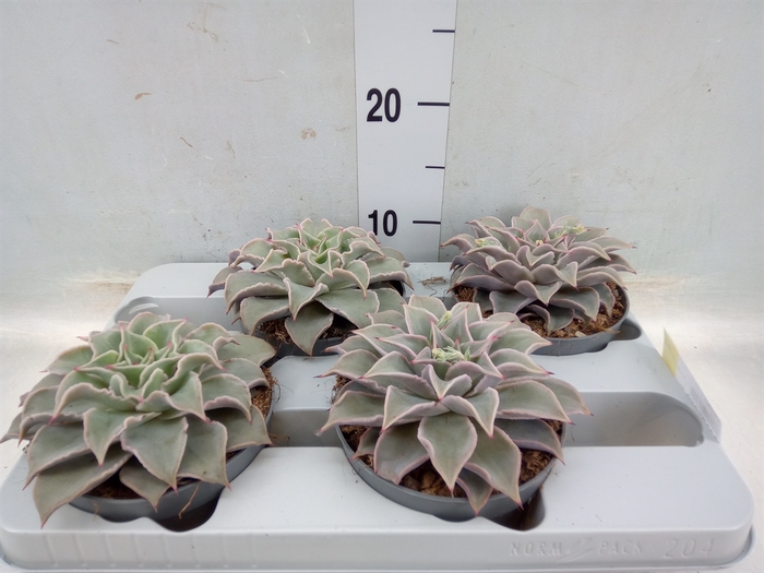 <h4>Echeveria   ...</h4>