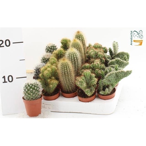 Cactus mix 5,5Ø 10cm