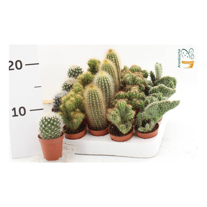 <h4>Cactus mix 5,5Ø 10cm</h4>