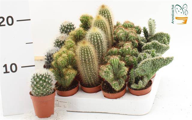Cactus mix 5,5Ø 10cm