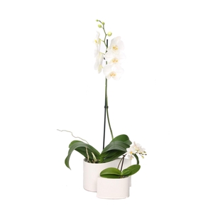 Yin Keramiek Phal Wit 1T+ Tiny Dolls 1T