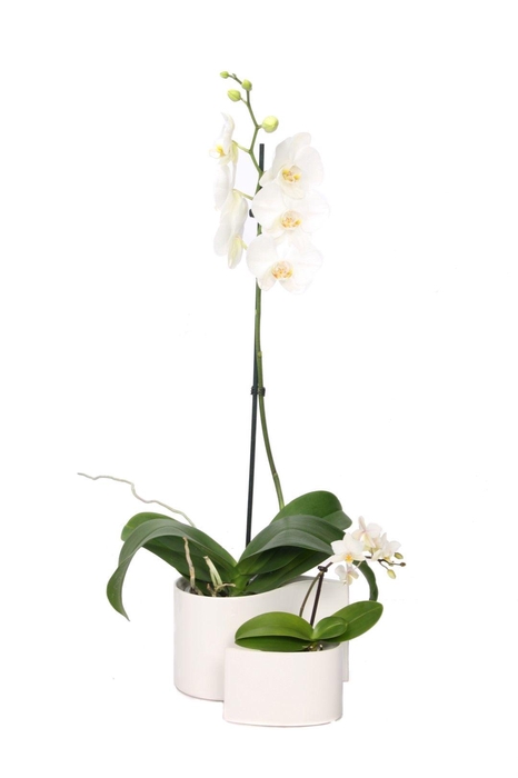 <h4>Yin Keramiek Phal Wit 1T+ Tiny Dolls 1T</h4>