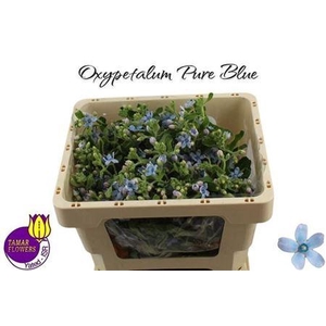 OXY CO TAN PURE BLU