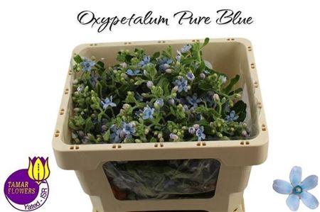 <h4>OXY CO TAN PURE BLU</h4>