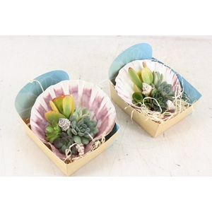 arr3 AD - Pecten schelp XL