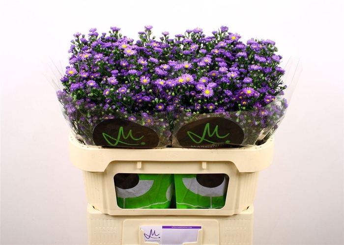 <h4>Aster Teeny Tiny Blue</h4>