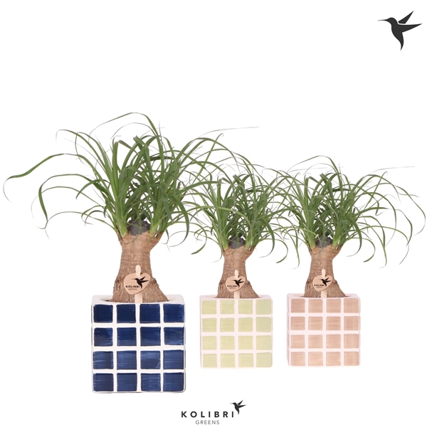 <h4>Kolibri Greens Beaucarnea in Mosa pot blue mix</h4>
