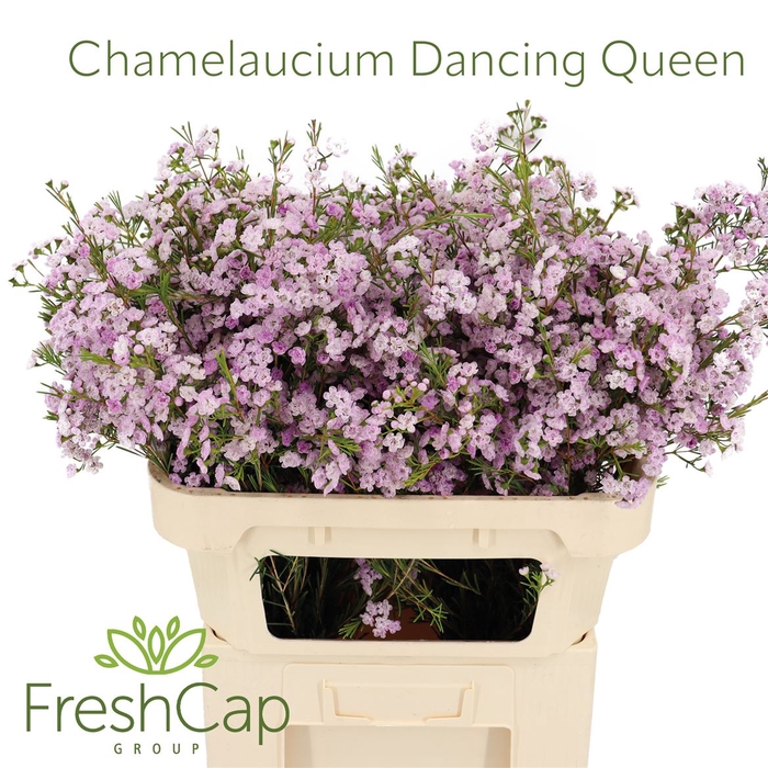 <h4>Chamelaucium Dancing Queen</h4>