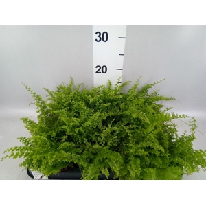 Nephrolepis exal. 'Green Fantasy'