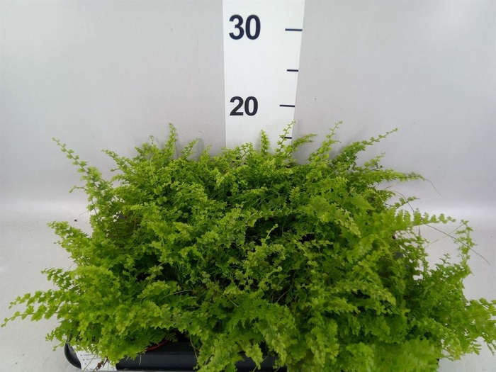 <h4>Nephrolepis exal. 'Green Fantasy'</h4>