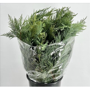 Conifers Thuja Green (per bunch)