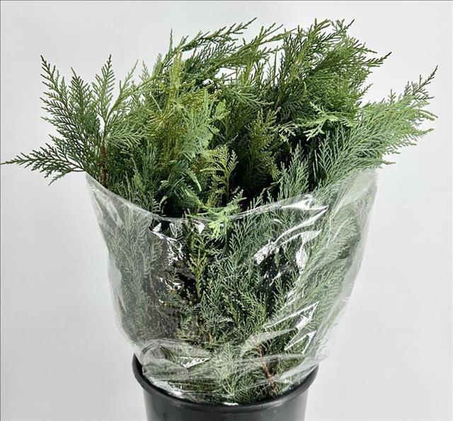 <h4>Conifers Thuja Green (per bunch)</h4>