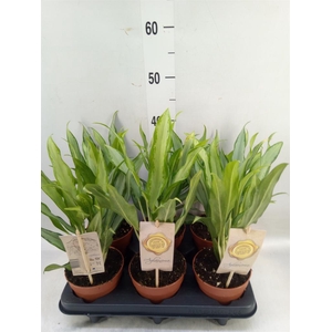 Aglaonema  'White Lance'