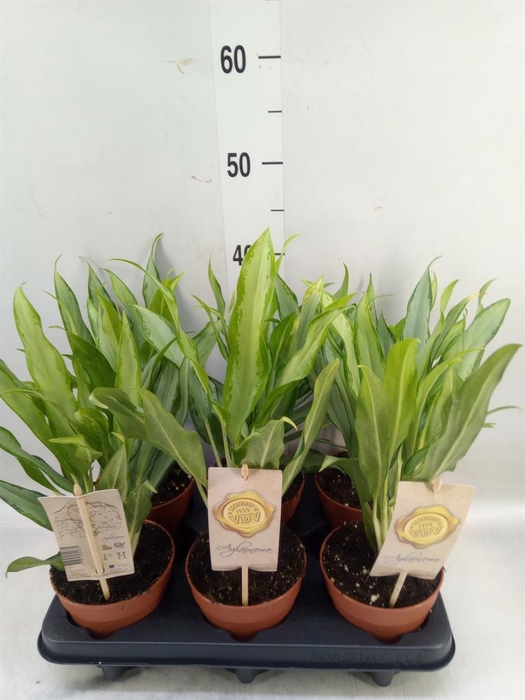 <h4>Aglaonema 'White Lance'</h4>