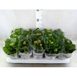 Kalanchoe blos.   ..mix 5
