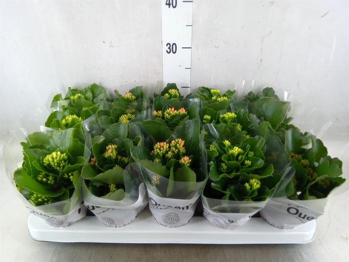 <h4>Kalanchoe blos.   ..mix 5</h4>
